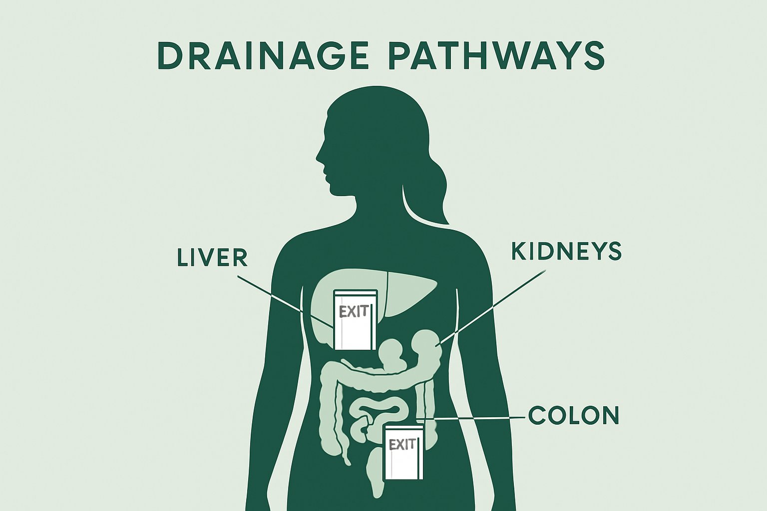 Opening Your Drainage Pathways