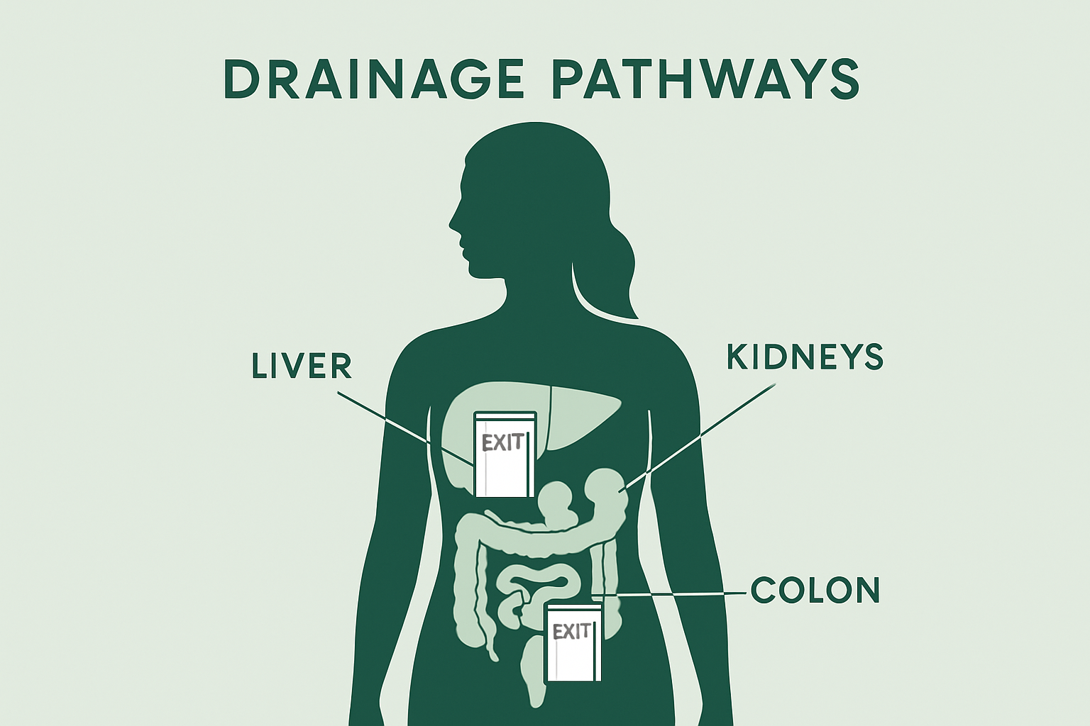 How to open drainage pathways before a detox?